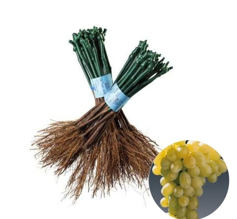 Butasi vita de vie altoită și hibrid