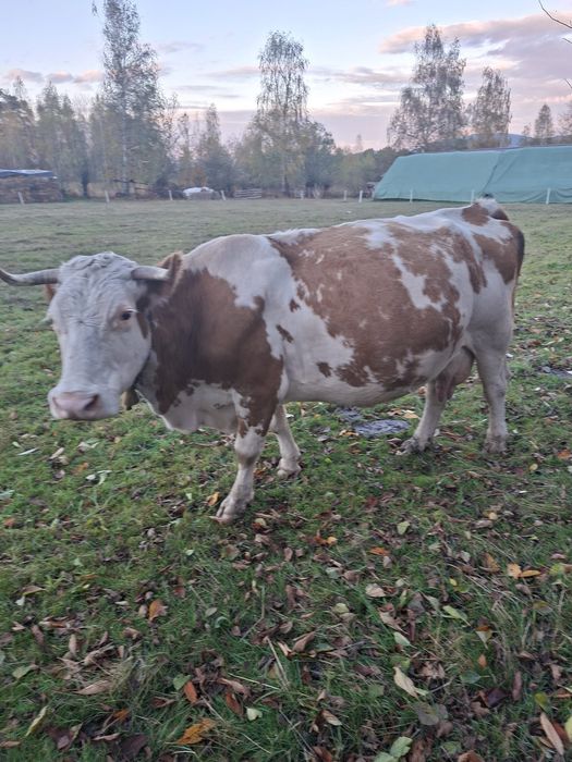 Vaca baltă de vânzare