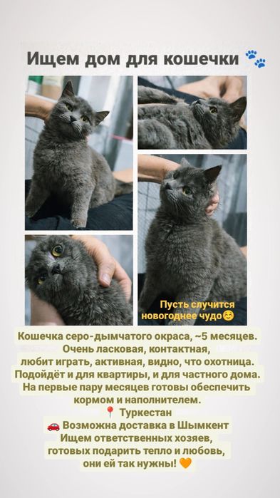 Ласковая кошечка ищет дом, 5 месяцев