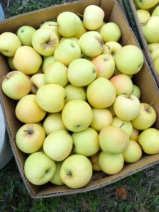 Продам яблоки местные