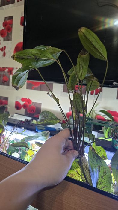 Planta acvariu - creștere rapidă (echinodorus ozelot)