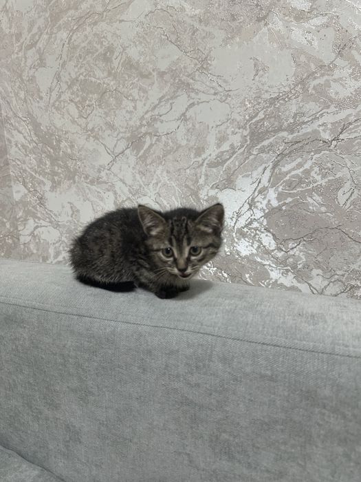 Котята бесплатно срочно