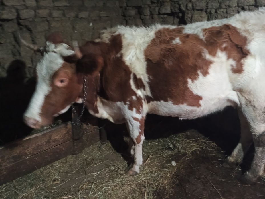 Vând jurinca  gestantă