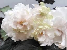 Фиалки сортовые свежесрезанным листом