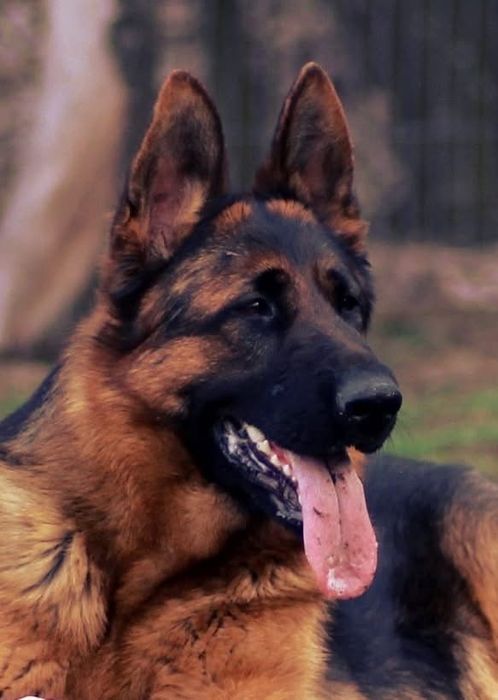 Pui ciobanesc german cu par scurt de inalta calitate