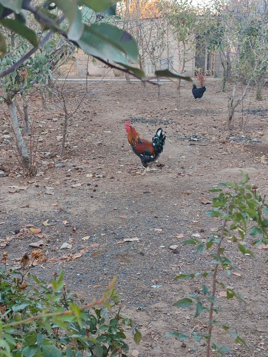 Осы 2 қораз сатылады