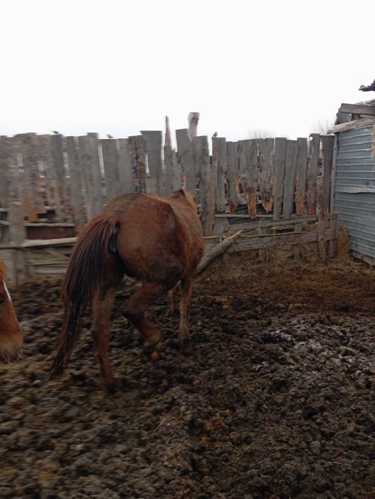 Продам кабылу 730000