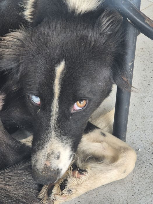 Отдам в добрые руки  щенки.