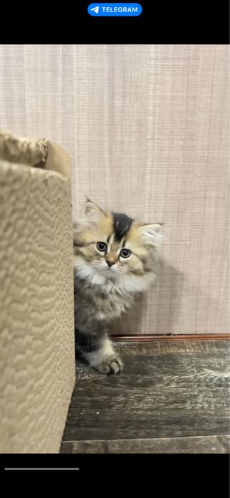 Срочно продаются котята! Sotiladi.