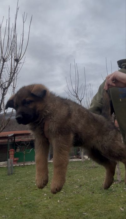 Чистокръвни Немски Овчарки