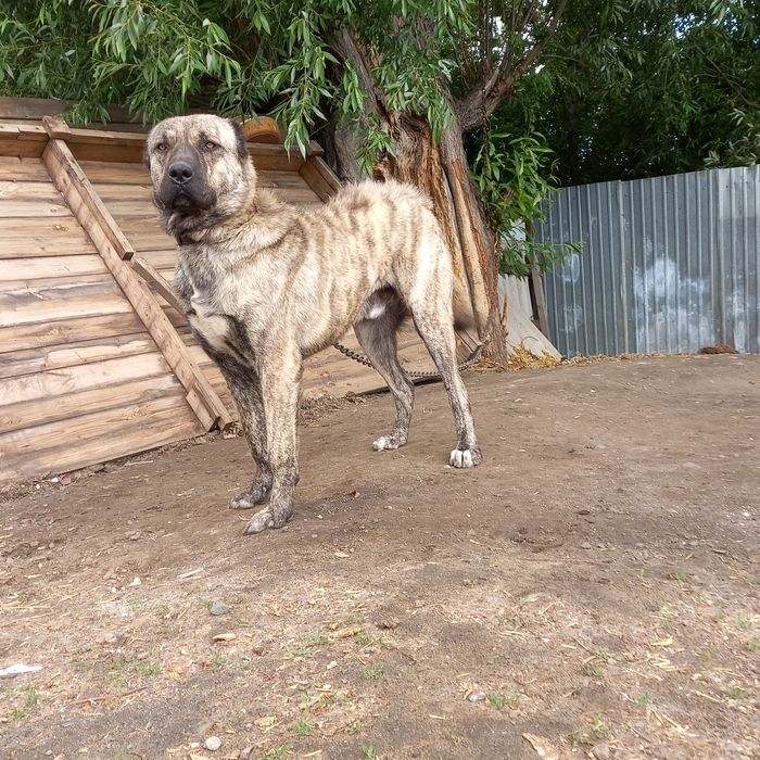 Продам чистокровные Алабай