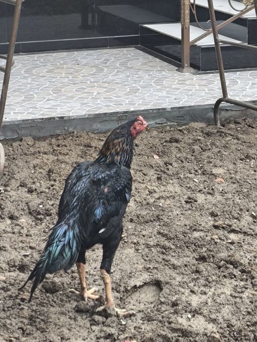 Dakan xoʻroz 8 oylik Koreya zot