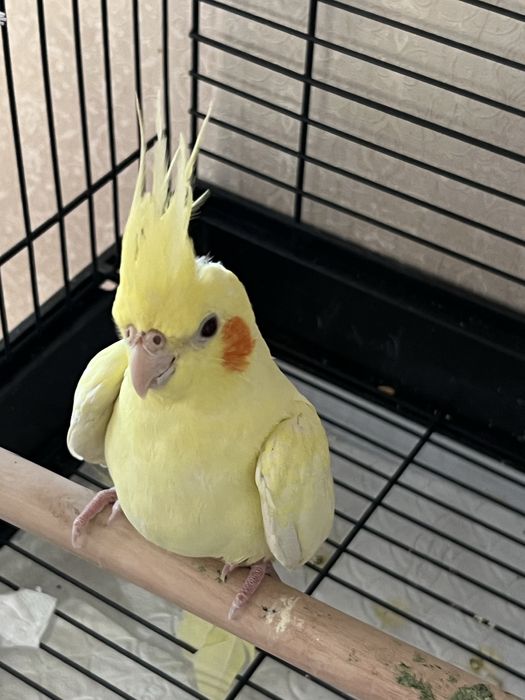Продам попугая с клеткой