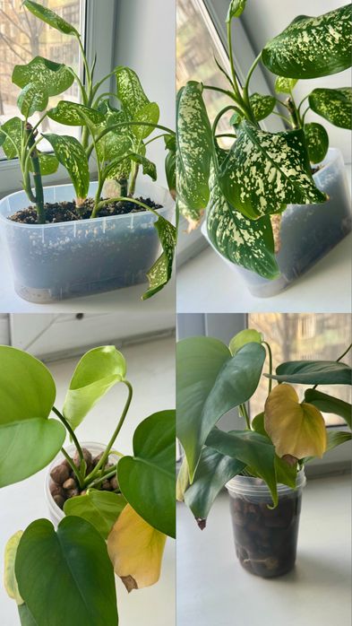 Продам цветы срочно