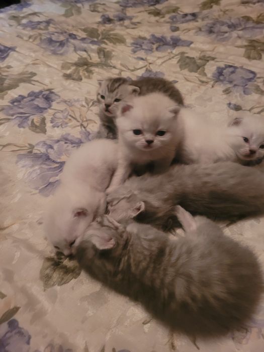 Продаются милые британские котята