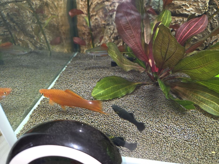 Меченосец и 3 самки молинезии