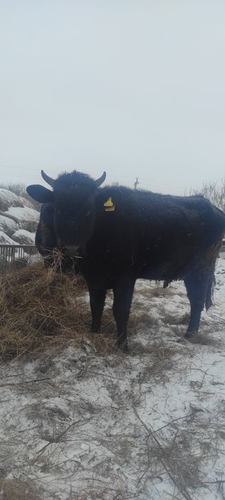 Продам тёлку 1.8 г