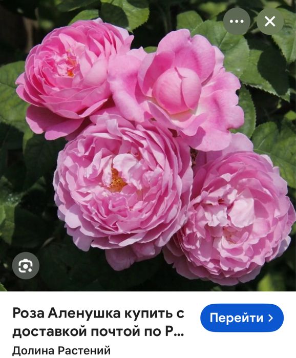 Продам саженцы роз