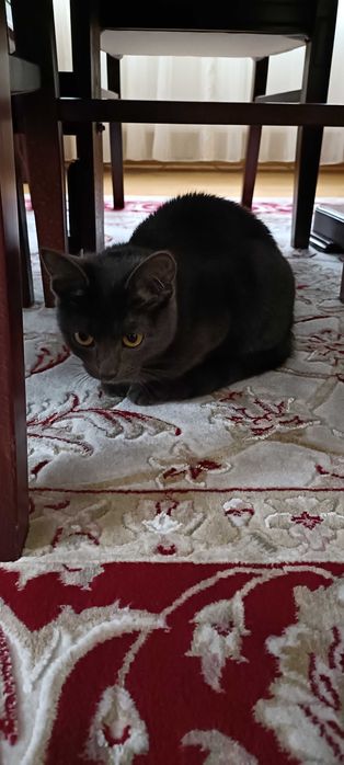 donez pisica jucausa