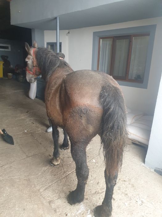 Mânza de 3,5 ani blândă