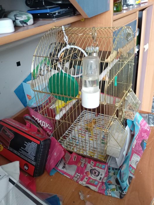 Попугаи с клеткой