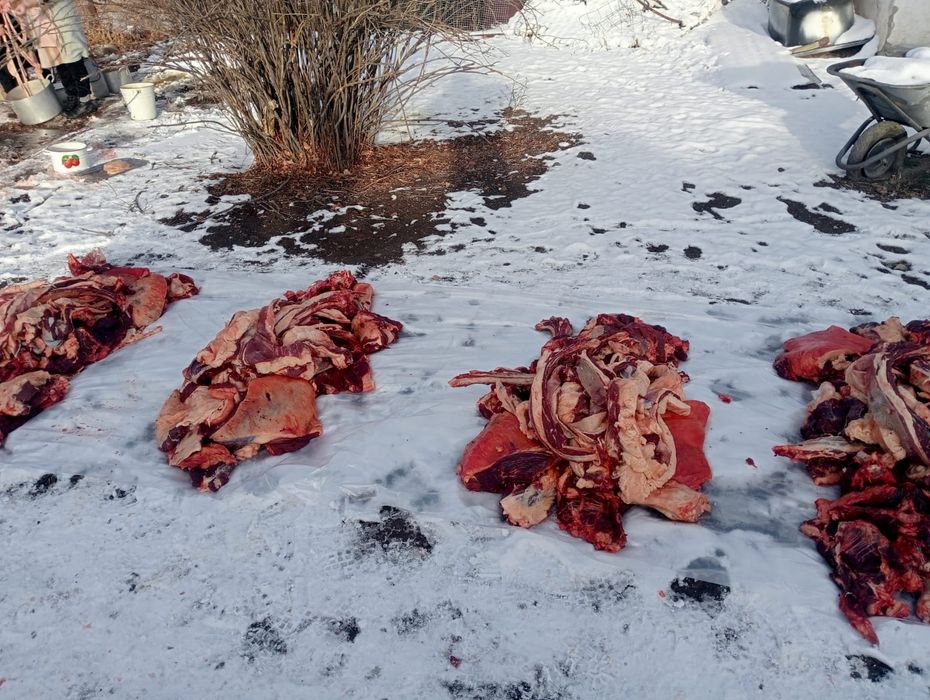 Согым режим все виды