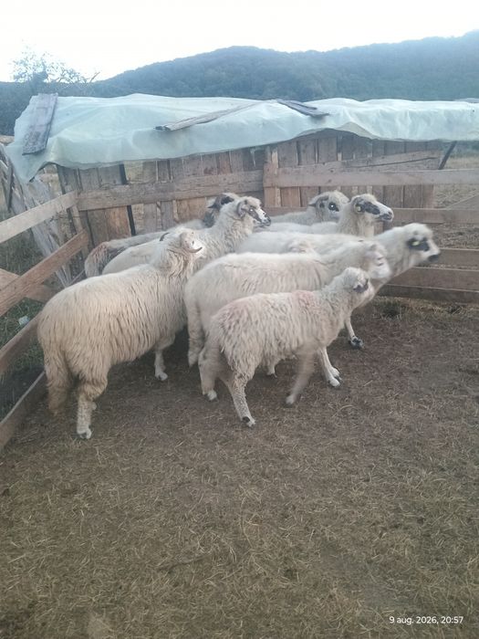 7 oi și 3 miei de vânzare