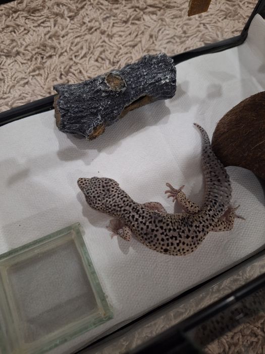 Самец Эублефар вместе с террариумом