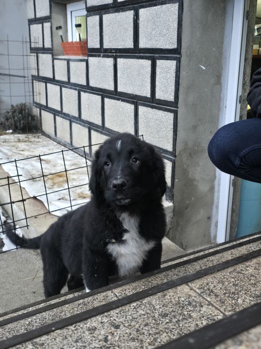 Ciobanesc corb pui 3 luni