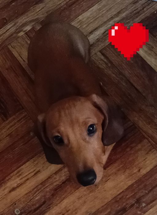 Щенок немецкая такса