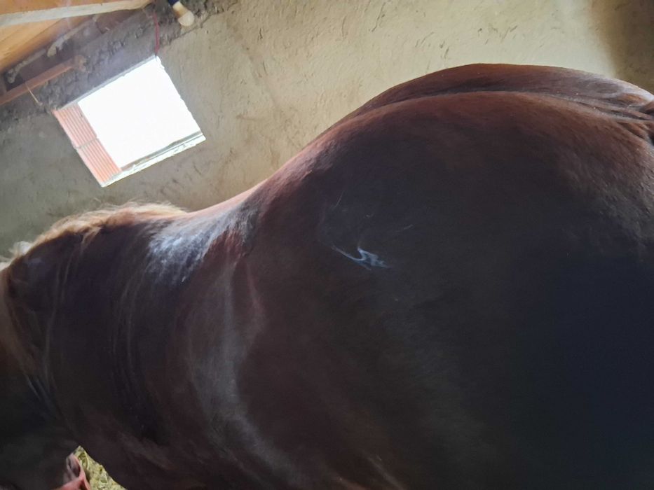 Vand manz de aproape doi ani