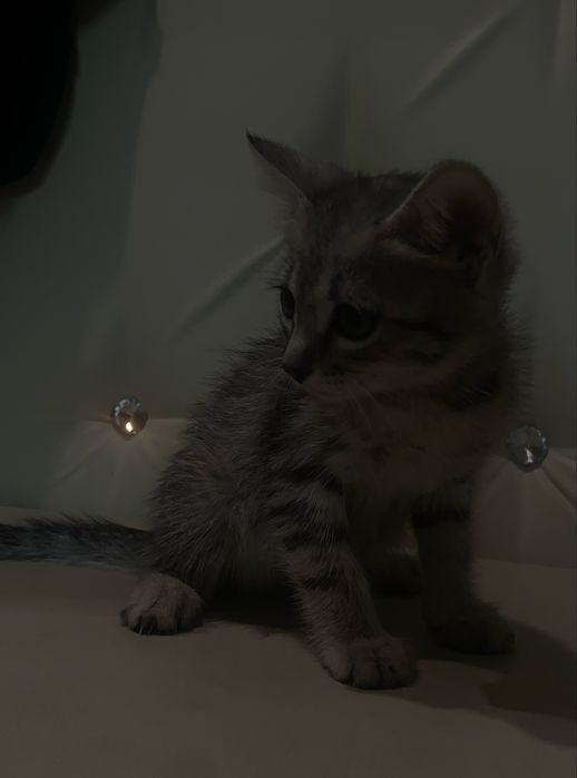Котенок девочка
