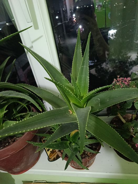 Алое цветы нормально