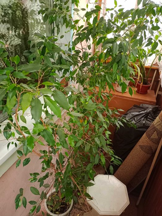 Деревья Фикус 1,5 1,7м