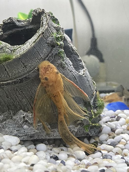 Lda-016 номерные сомы