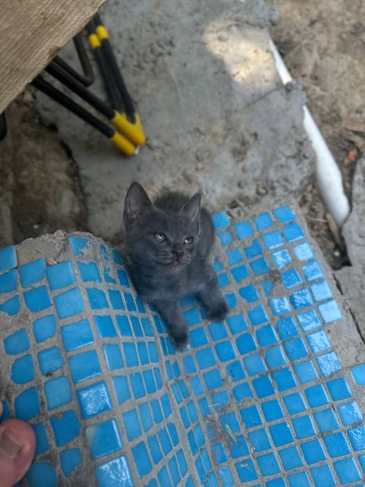 Отдам даром котят в любящие руки