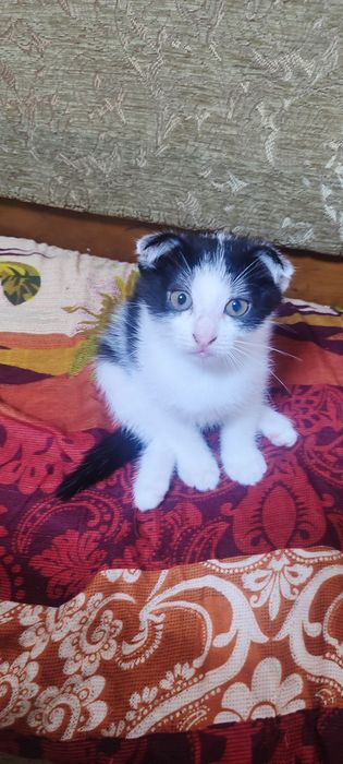 Отдам игривого котенка