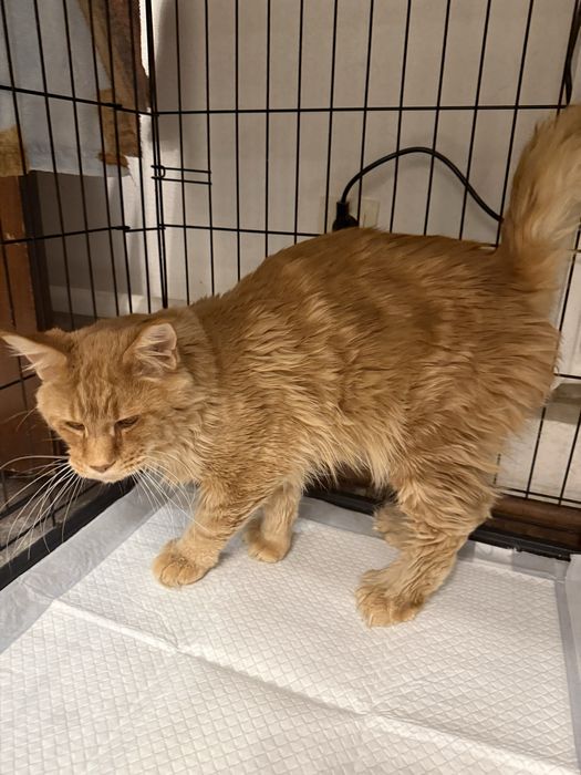 Продам кота Мейн-Куна