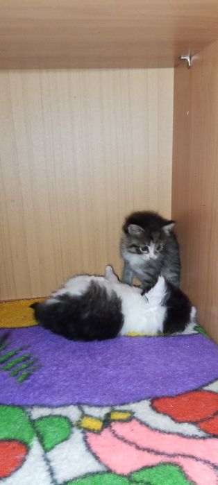 Отдам котят в добрые руки