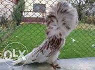 Porumbei Maria Stuart (Gulerati sau Iacobini)