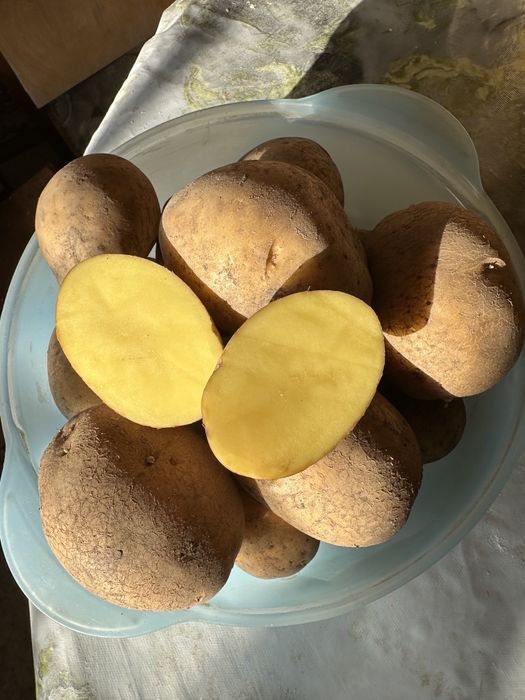 Продам картошку домашнию