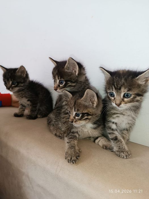 Котята Мысыктар  в добрые руки