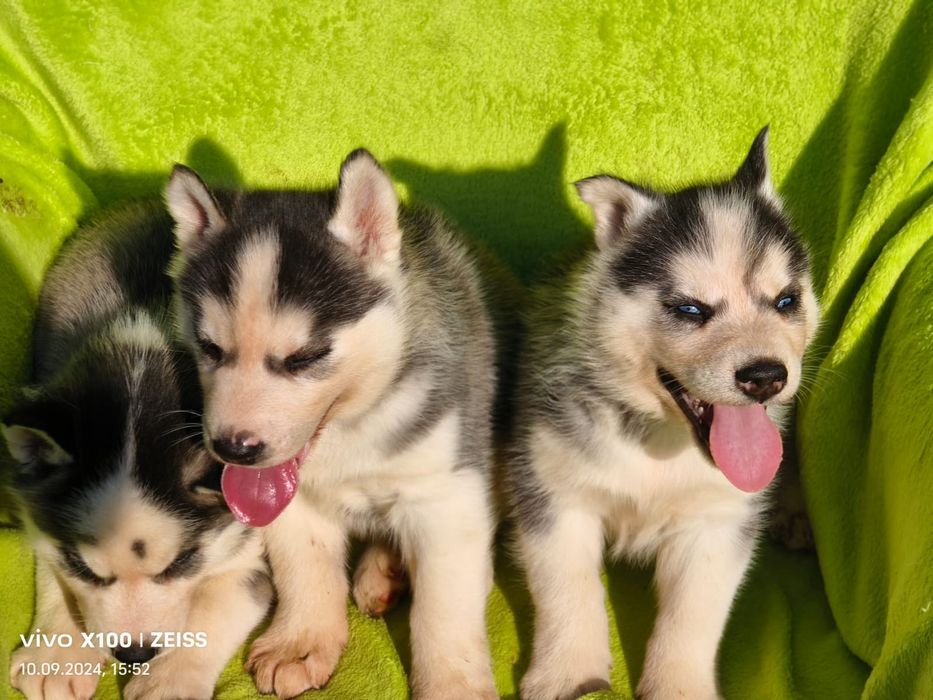 Хаски голубые глазки