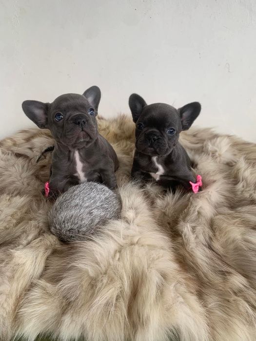 Френски сини булдоци момиче и момче