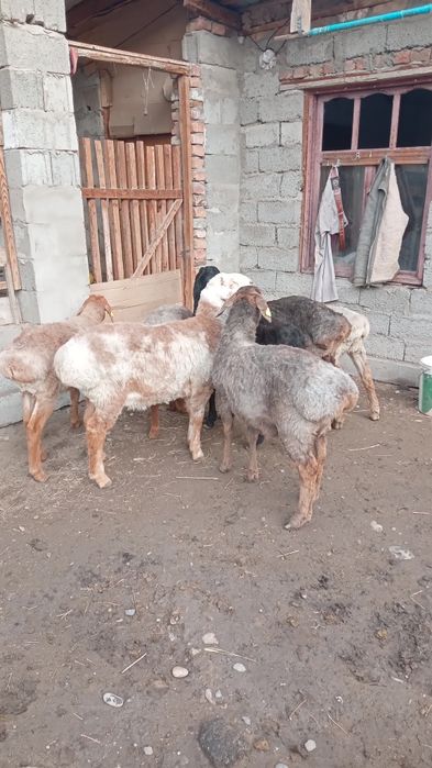 Сек сатылады,6 бас