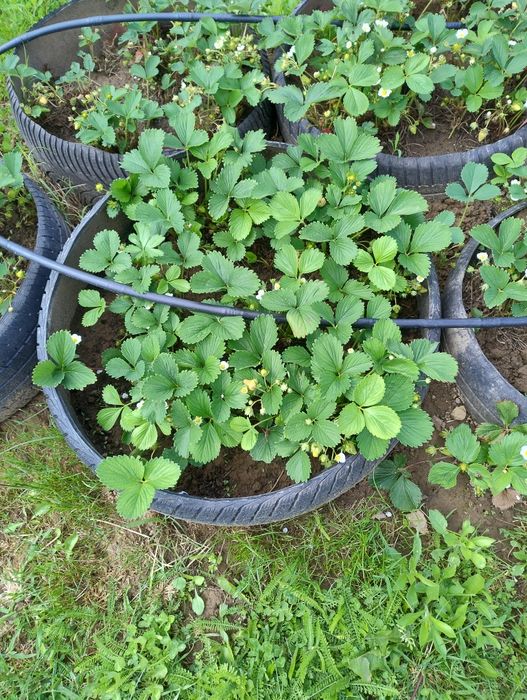 Гуми с целогодишни ягоди