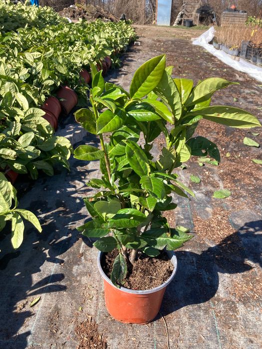 Лавровишна новита