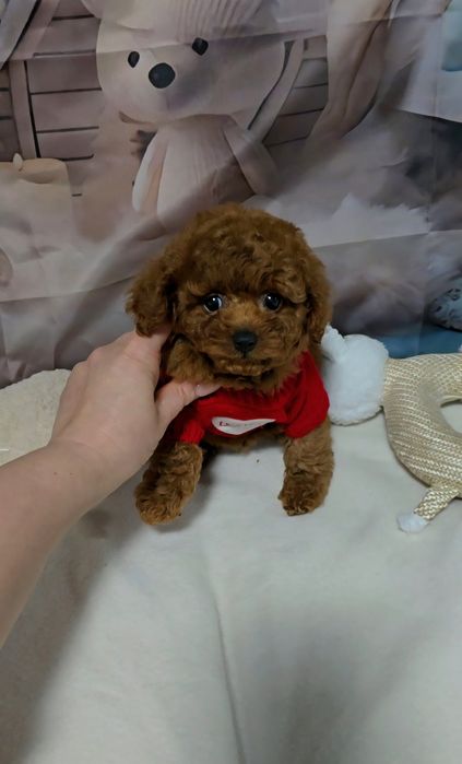 Пудел той с родословие  5 поколения назад