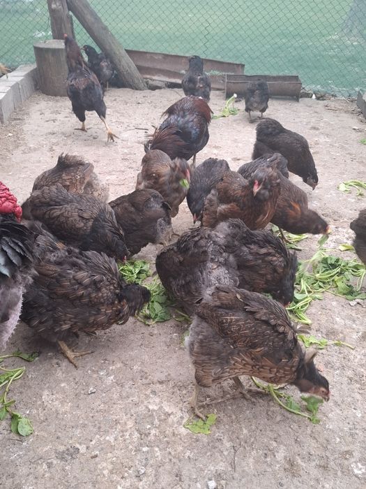 Araucana Potarnichiu Sălbatic