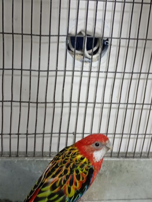 Продам птиц разных пород карела волнистые попугаи розеллы Александр